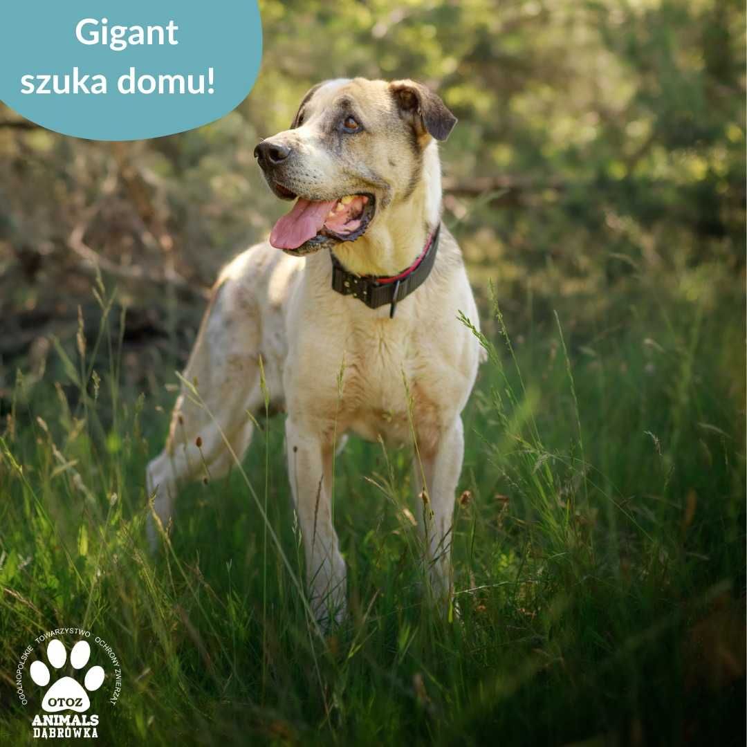 Gigant szuka kochającego domu!