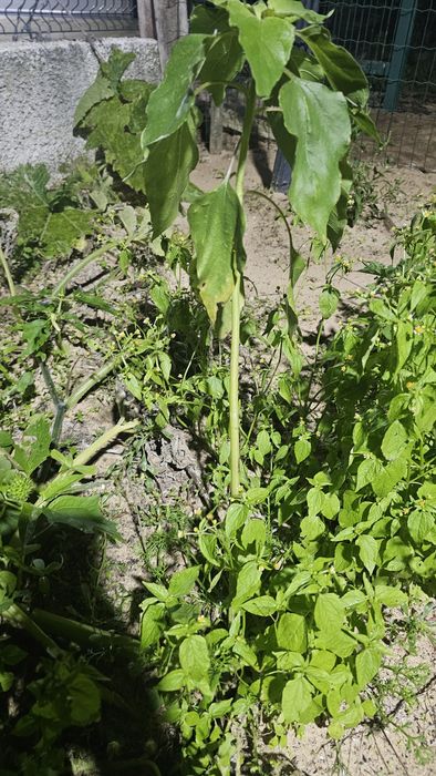 Vendo algumas ervas aromáticas