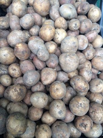 Дрібна картопля продам