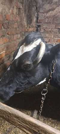 Продам корову , сумська область