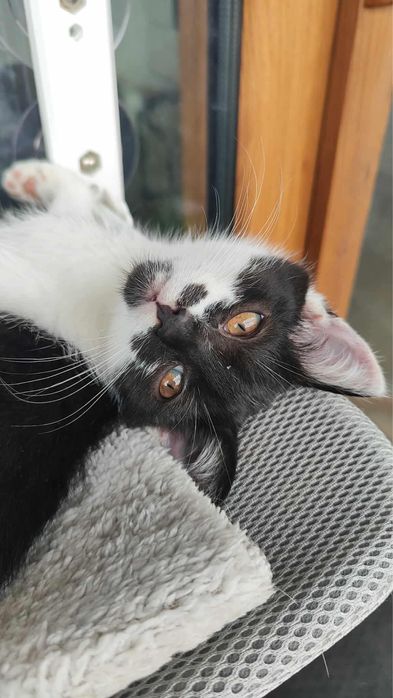Orlik i Czajka do adopcji!