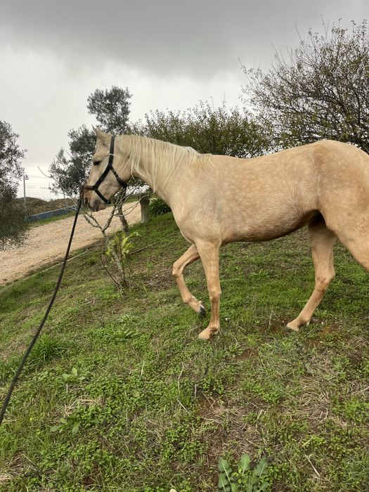 Egua palomina  1,57m