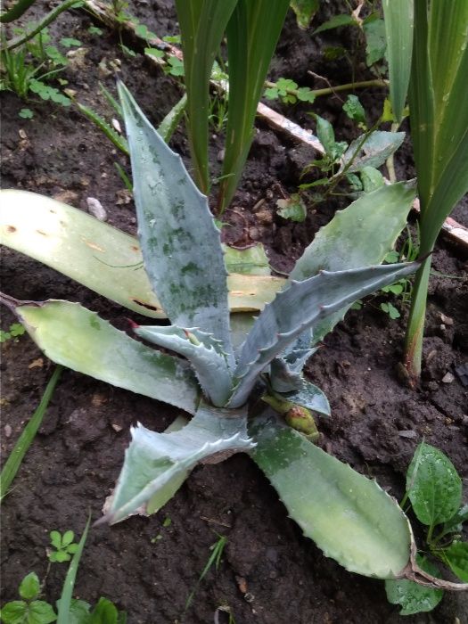 продаю агаву