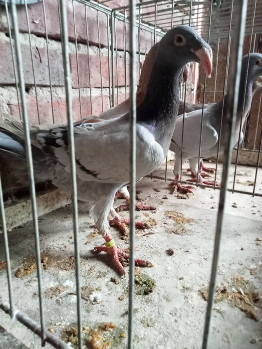 Gołębie rzeszowski rzeszowskie