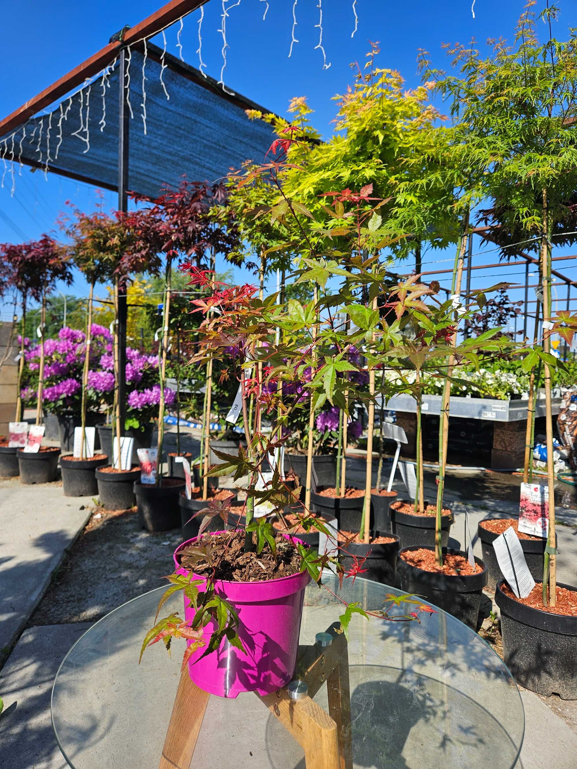 Klon palmowy 'Beni Maiko' (Acer palmatum 'Beni Maiko')