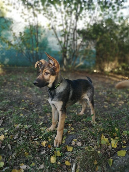 Nie pożałuje, kto Balsę adoptuje