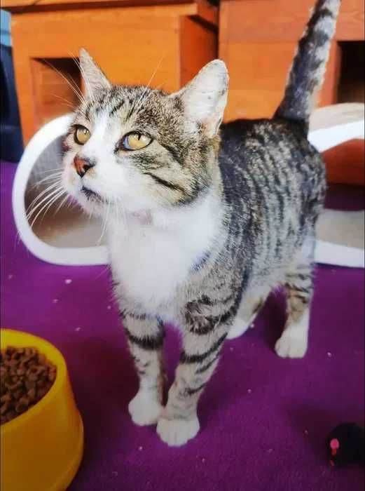 Mądry kocur Teoś czeka na swojego człowieka