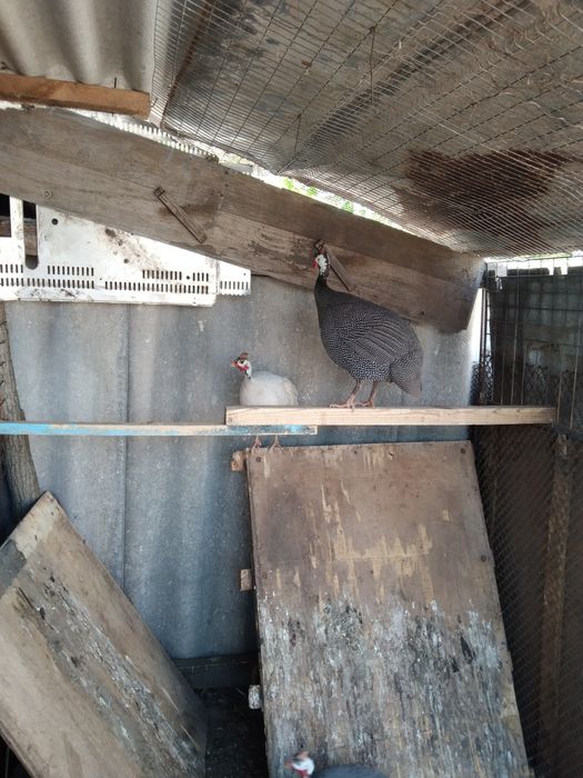 Продам цесарок 400 грн