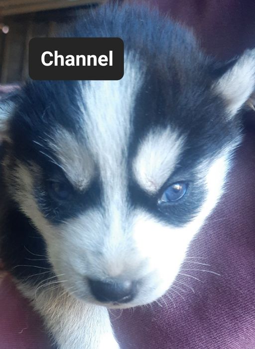 Szczeniaki z rodowodem