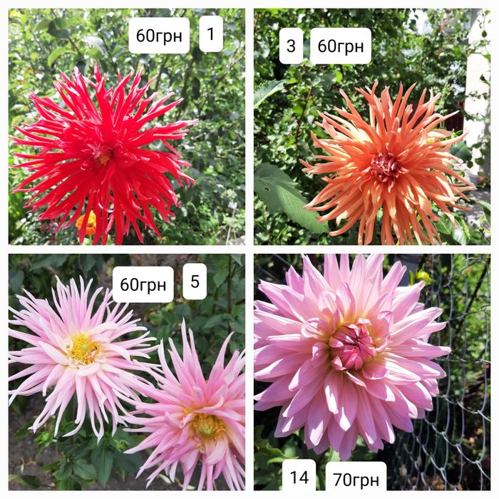 жоржини (георгини)