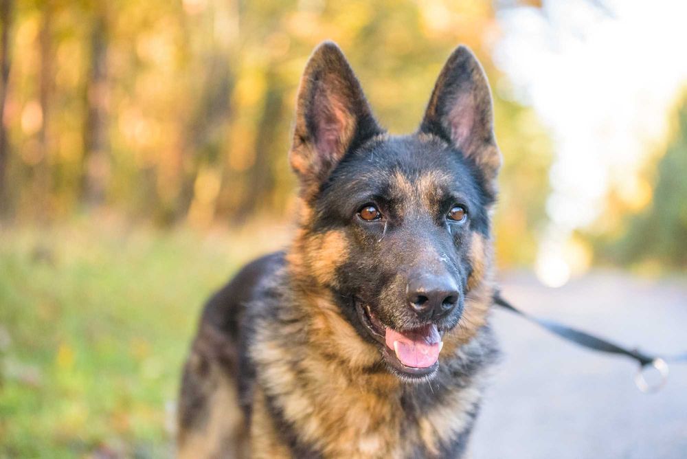 DOKKER - młody w typie owczarek niemiecki