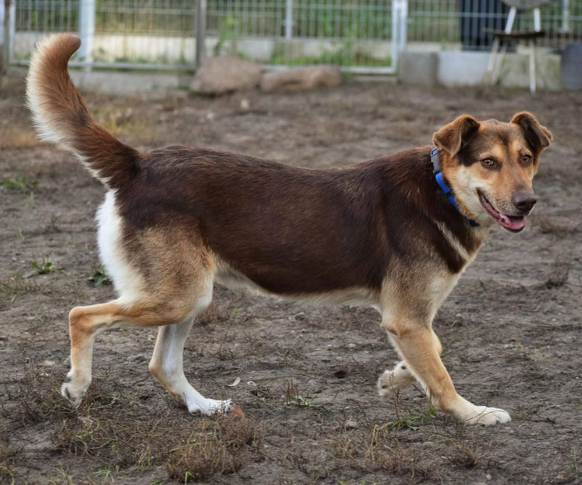 Karat - piękny samiec pilnie wypatruje domu!