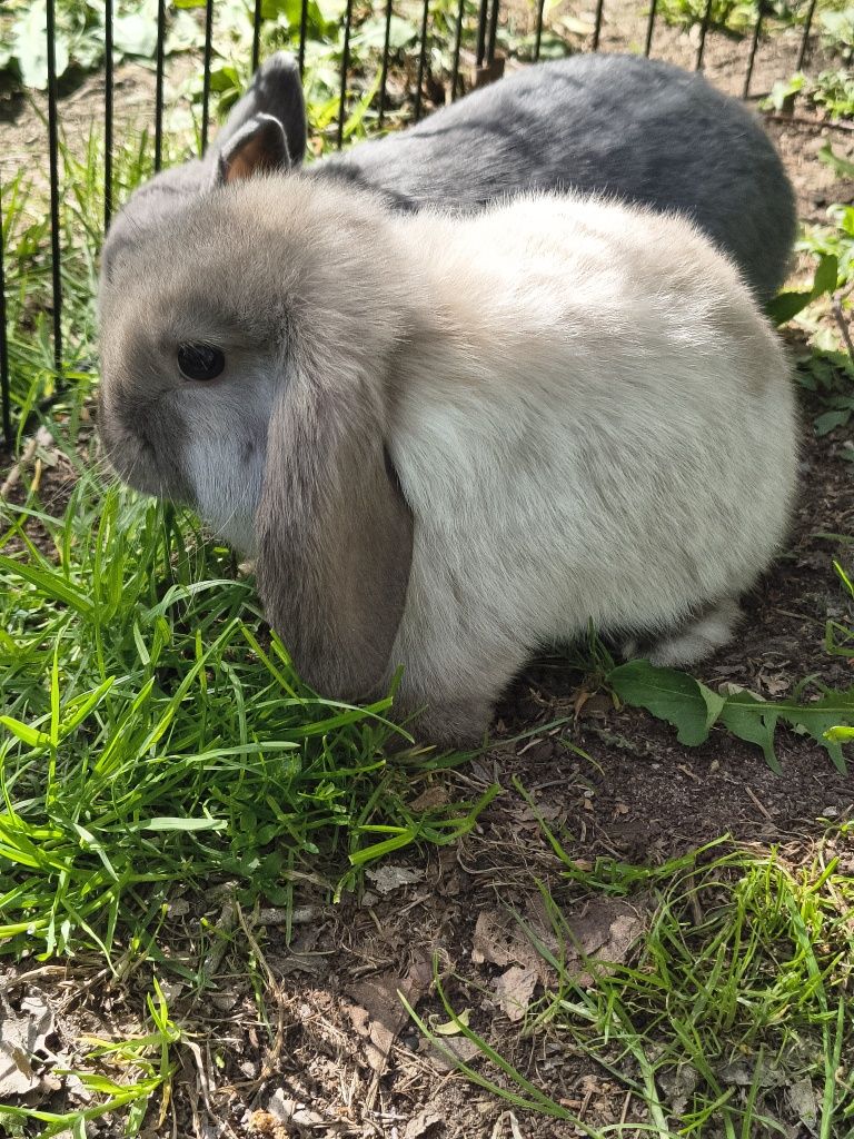 Baranek miniaturka / mini lop / karzełek baranek