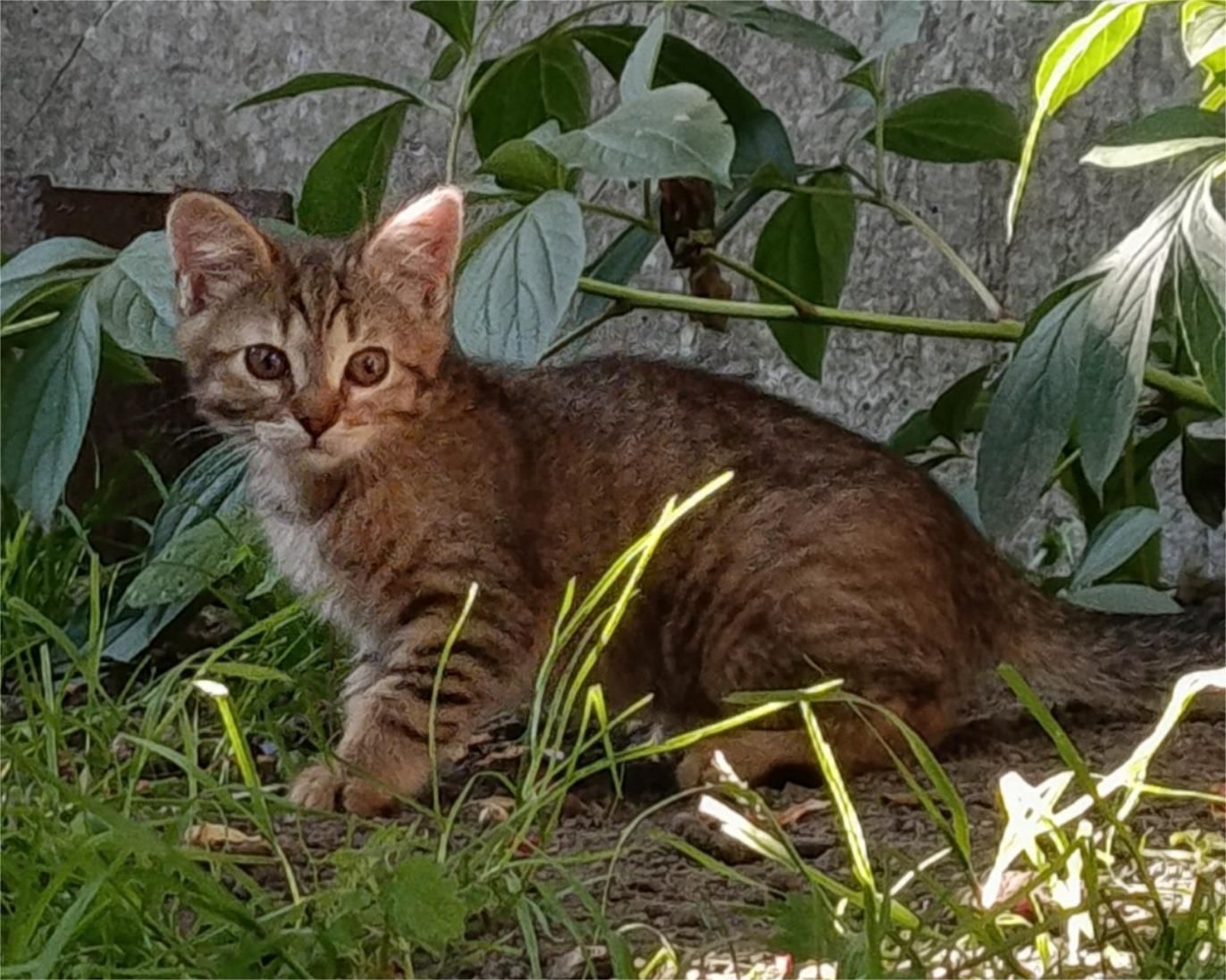 Кошенята в добрі руки