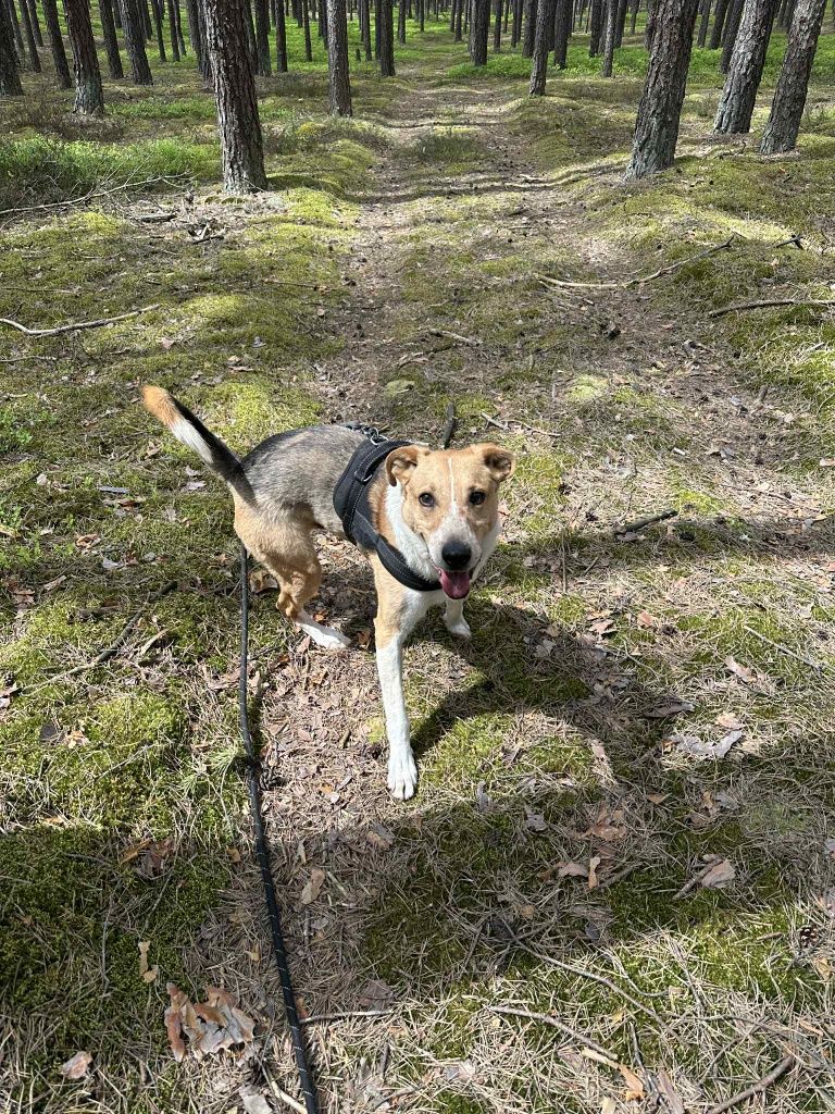 Pongo od bardzo dawna szuka swojego domu!