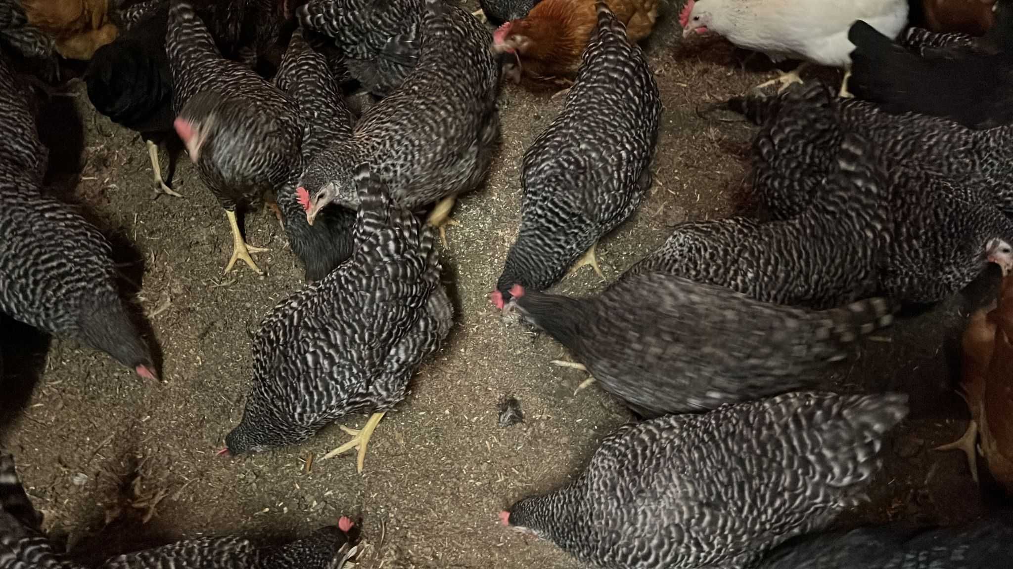 KURY NIOSKI młode zdrowe od hodowcy! Leghorn Dominant ! Dowóz GRATIS !