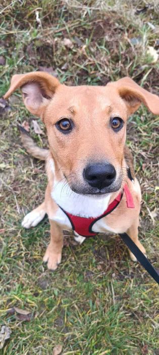 Ava młoda suczka szuka domu