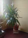 Kwiat żywy Juka wys. 150 cm średnica donicy 38 cm