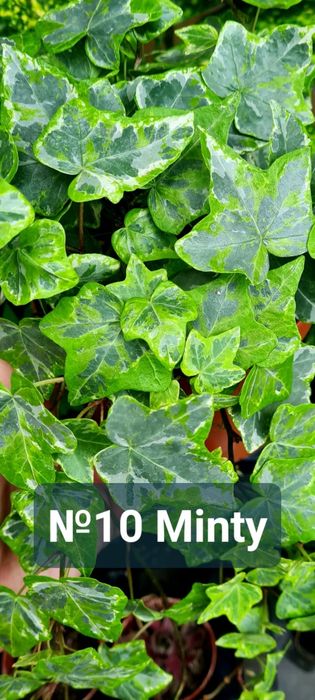 Плющ разный красочный