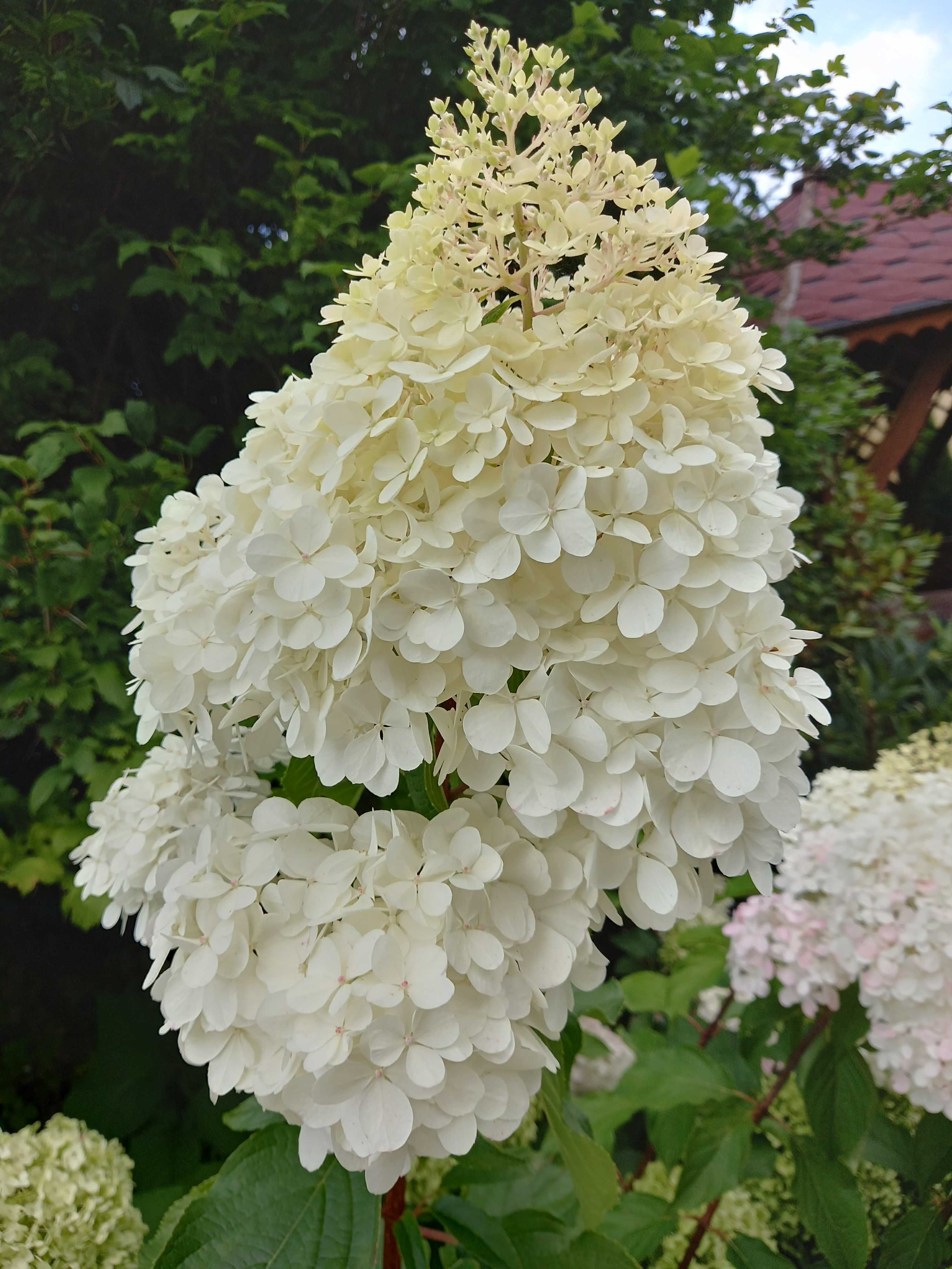 Hortensje bukietowe