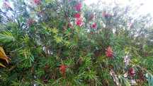 Calistemon limpa garrafa