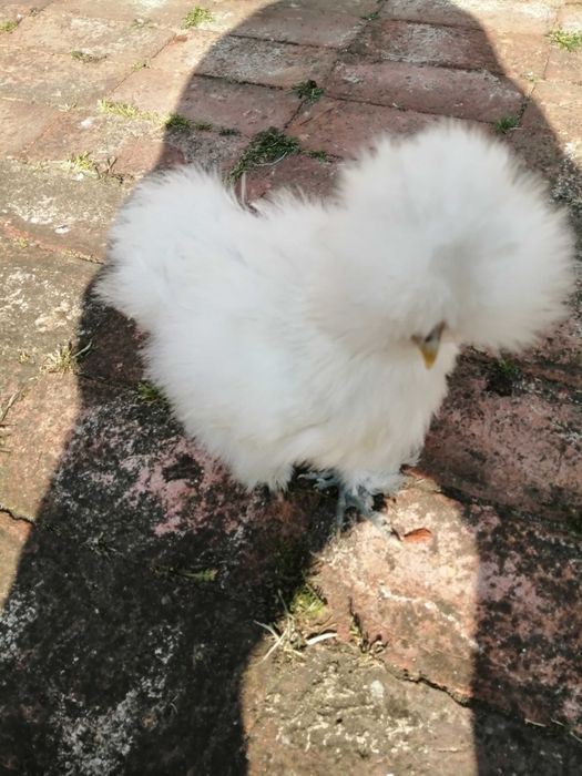 Sprzedam jajka Silek do wylegu