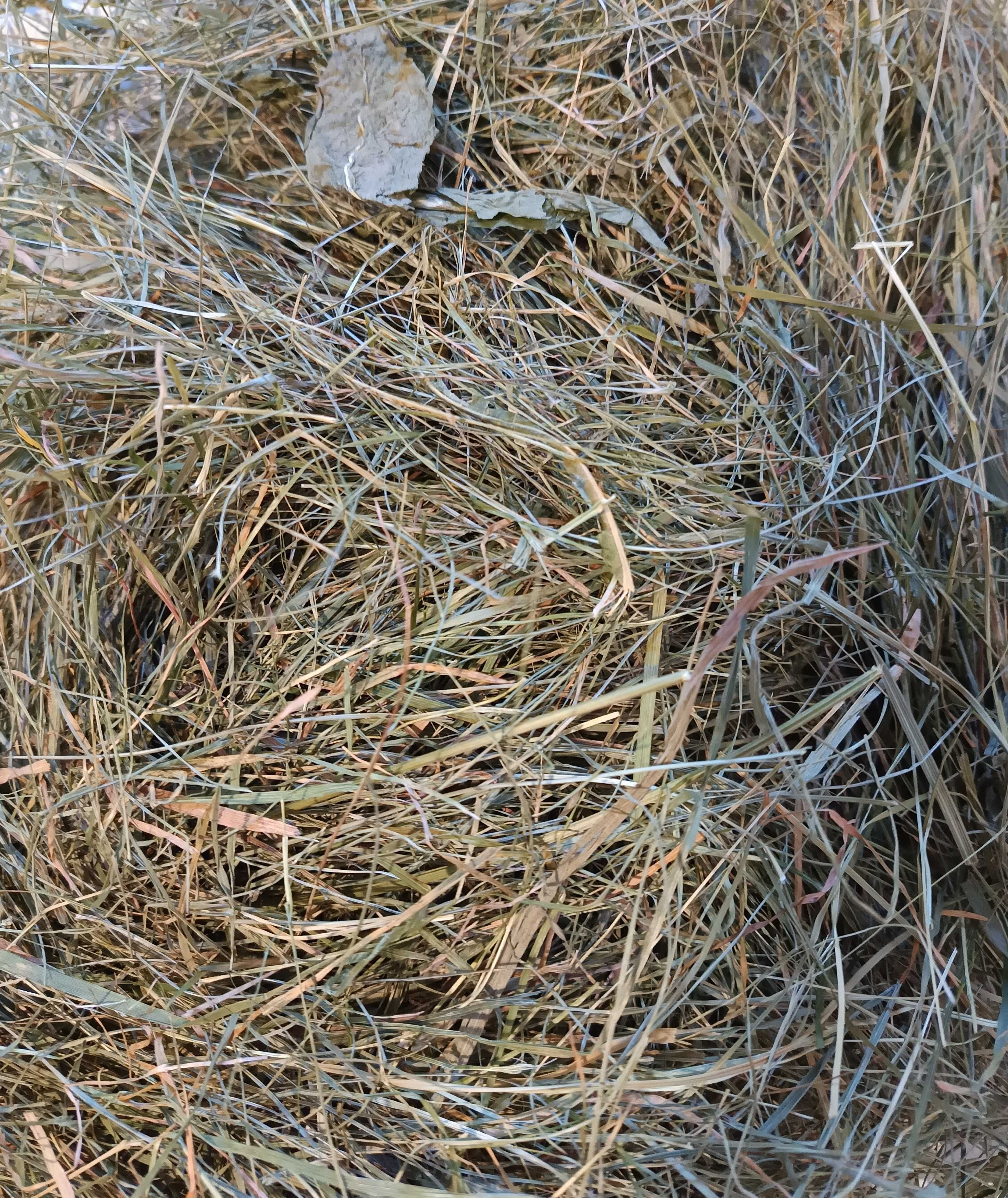 Siano Chincha Z Borów Tucholskich Zielone Pachnące 4kg Królik Gryzonie