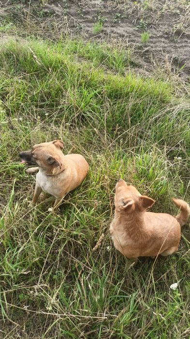 Oddam suczki w dobre ręce