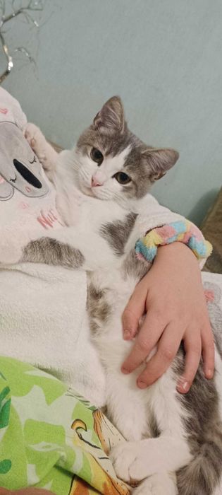 Кошенятко в люблячі руки