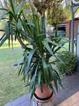 Yucca/Juka/ozdobna roślina doniczkowa