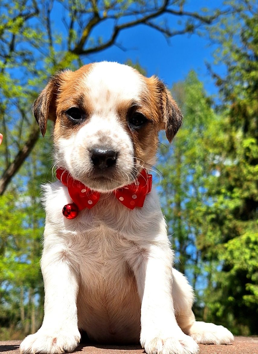 Szczeniaki Parson Russell Terrier ZKwP FCI TERIER