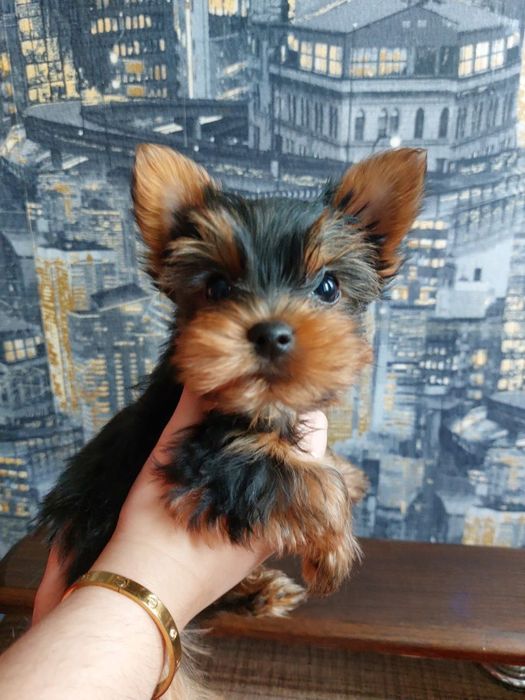 Йорки малюки  1 дівчинка і 4 хлопчики.