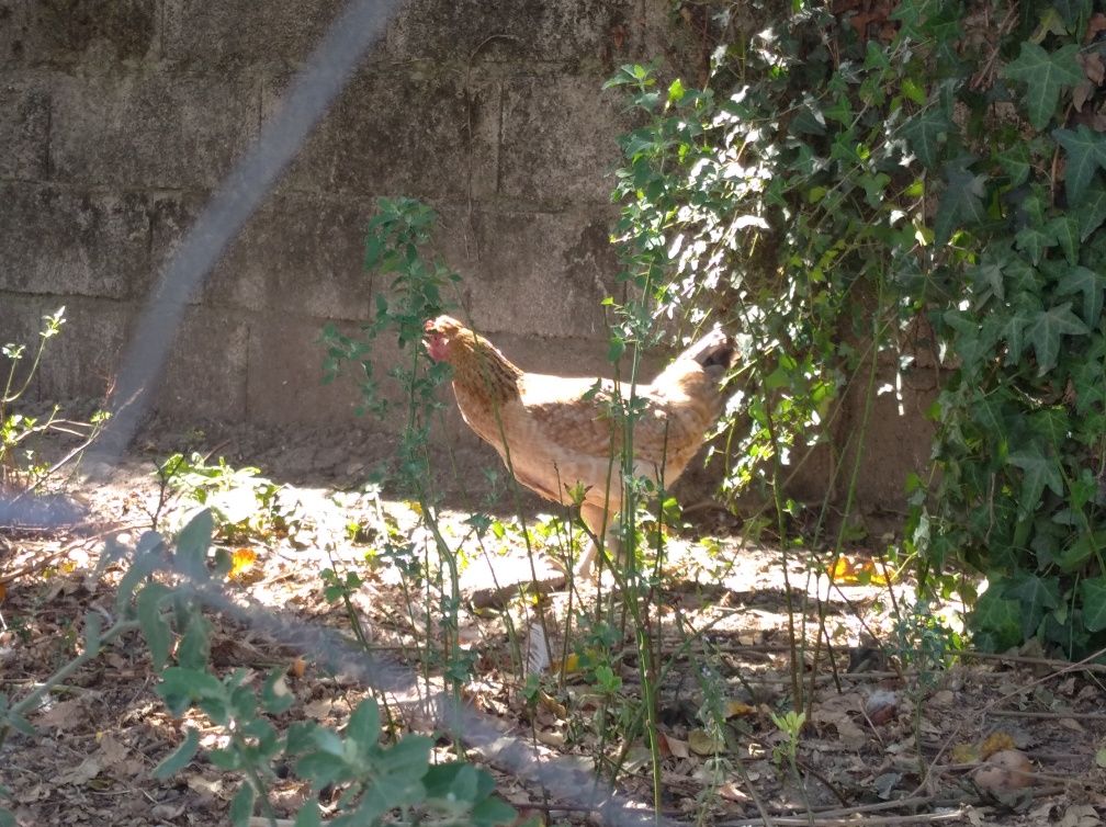 Galinhas de ovos azuis e verdes