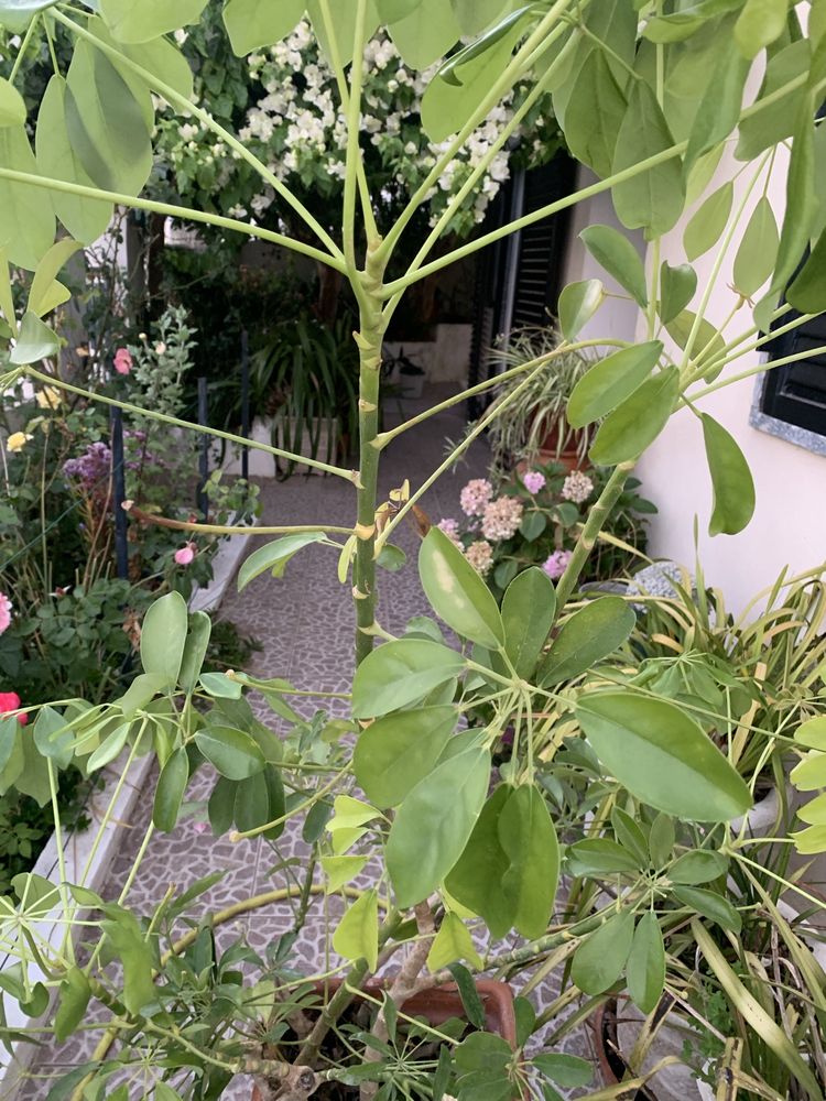 Vendo esta enorme planta ornamental com grande vaso de barro