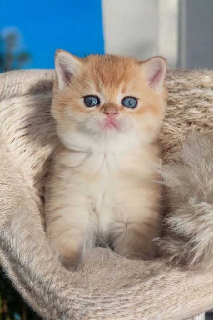 Шотландські кошенята
