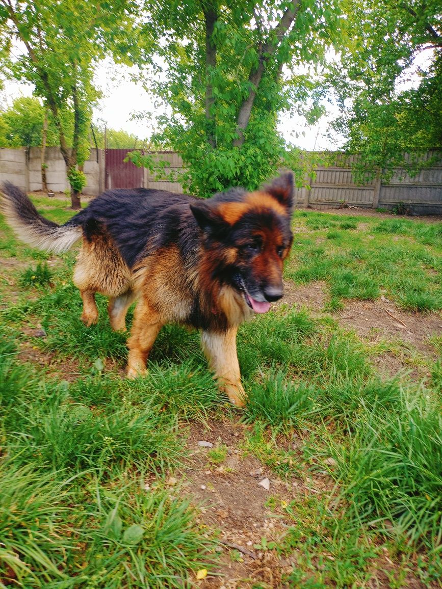 Dragon- piękny owczarek niemiecki do adopcji