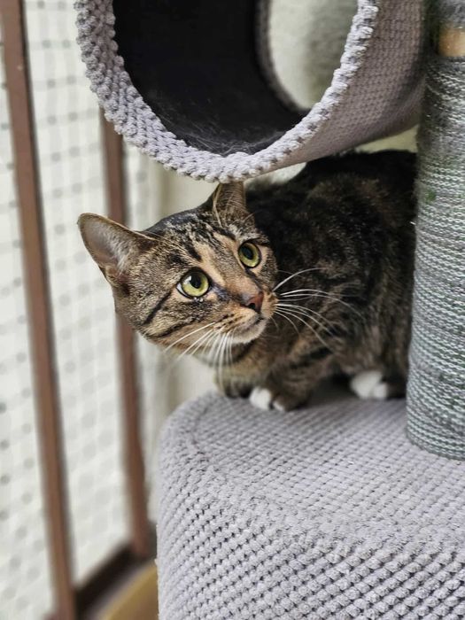 Daria z fundacji Miasto Kotów