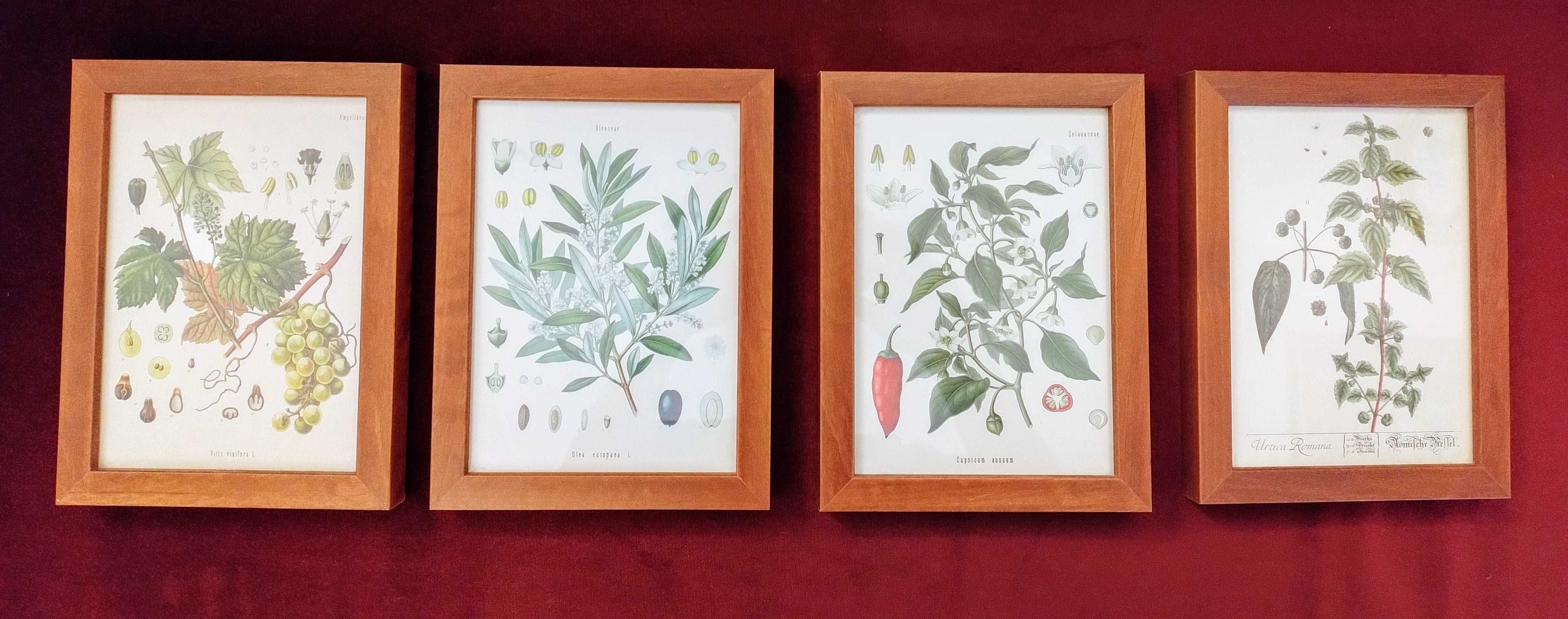 Obrazy botanica komplet 4 szt.