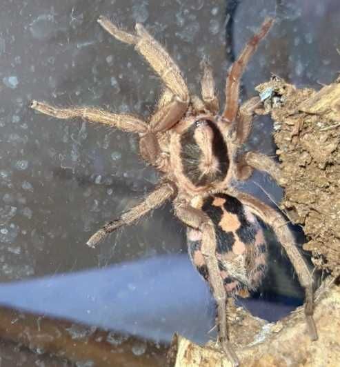 Hapalopus formosus (ex. Colombia gross), 3DC, samica z terrarium.