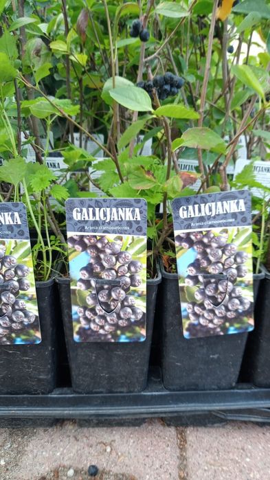 Krzewy owocowe maliny, borówki, jeżyny, aronia,