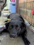 Sunia w typie labradora szuka domu