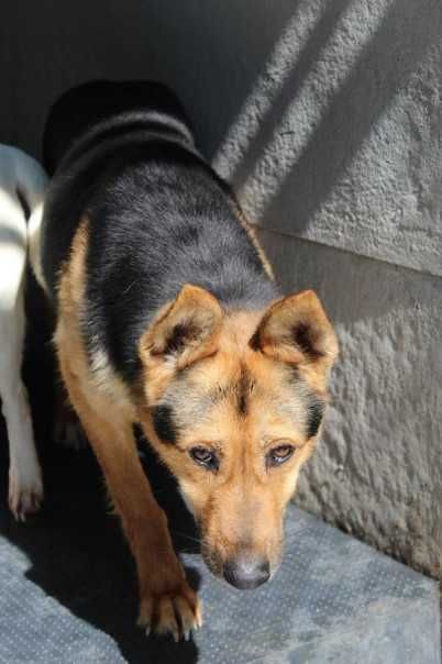 102732 Jacenty do odpowiedzialnej adopcji