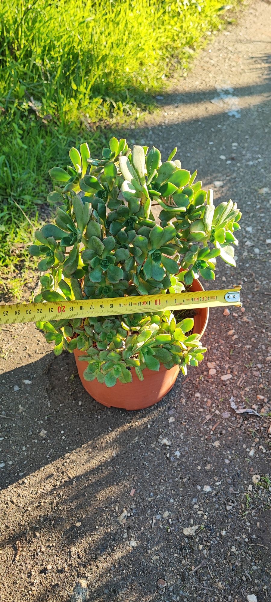 Planta suculenta