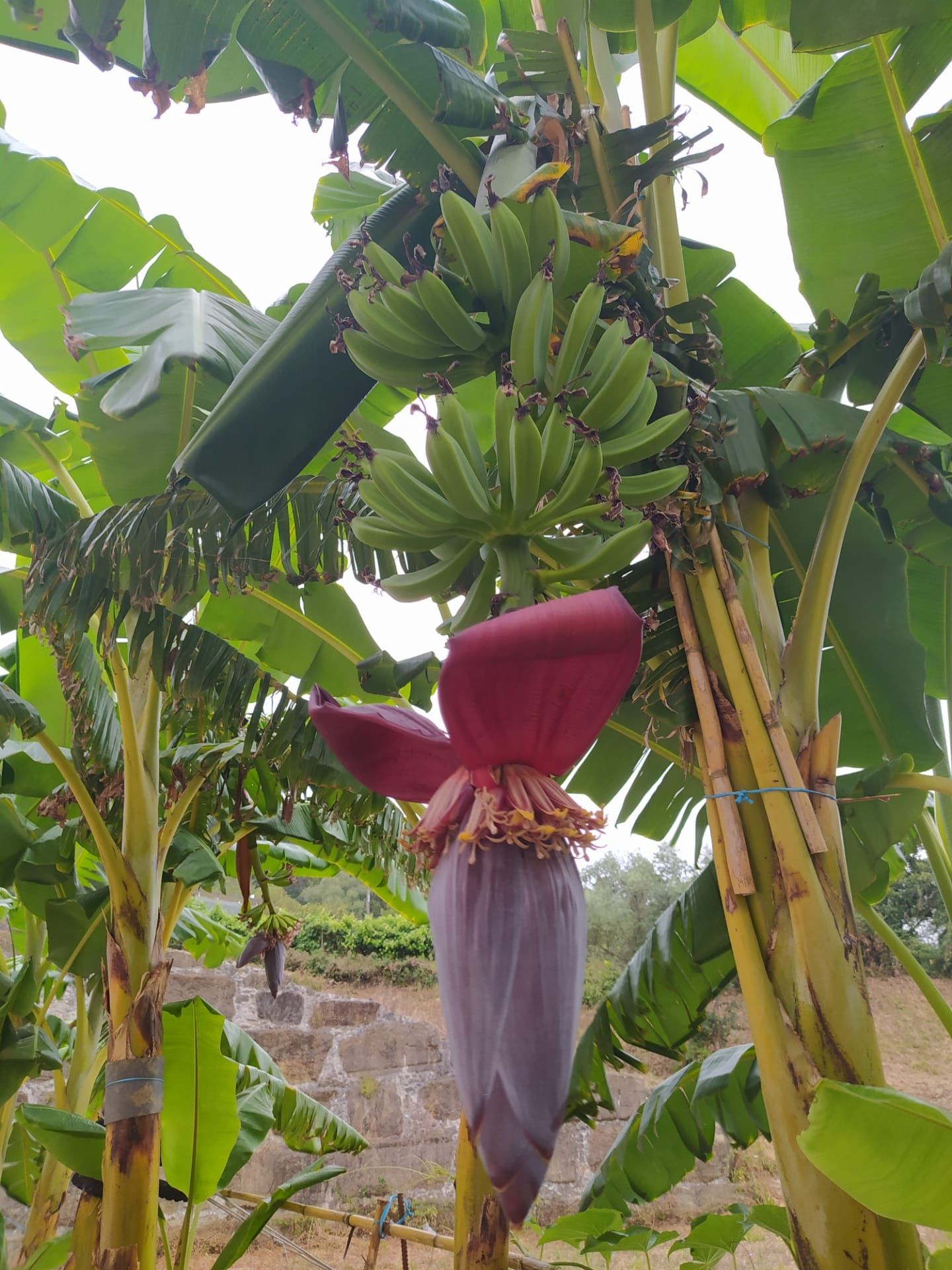 Bananeiras envasadas para venda