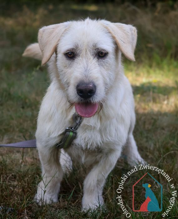 Botek 278/24 - SZUKA DOMU!