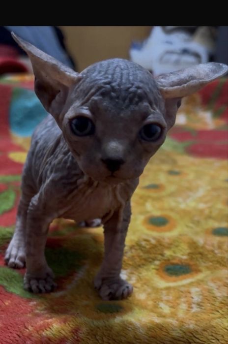 Canadian sphynx menina