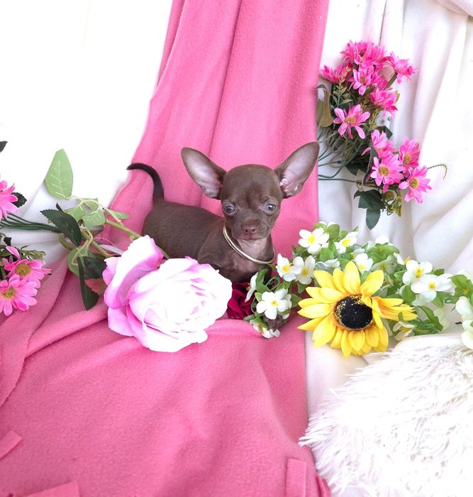 Śliczna Sunia Chihuahua Czekoladka