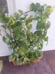 Kwiat domowy. Epipremnum