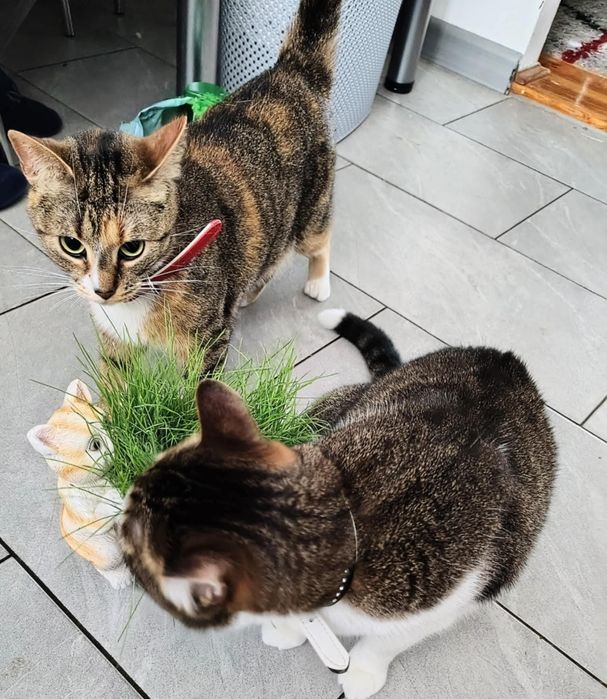 ZAGINĘŁA KOTKA – RUBI  dla znalazcy 1000 zł