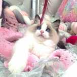 Ragdoll Kocurek Blue Bicolor FIFE FPL